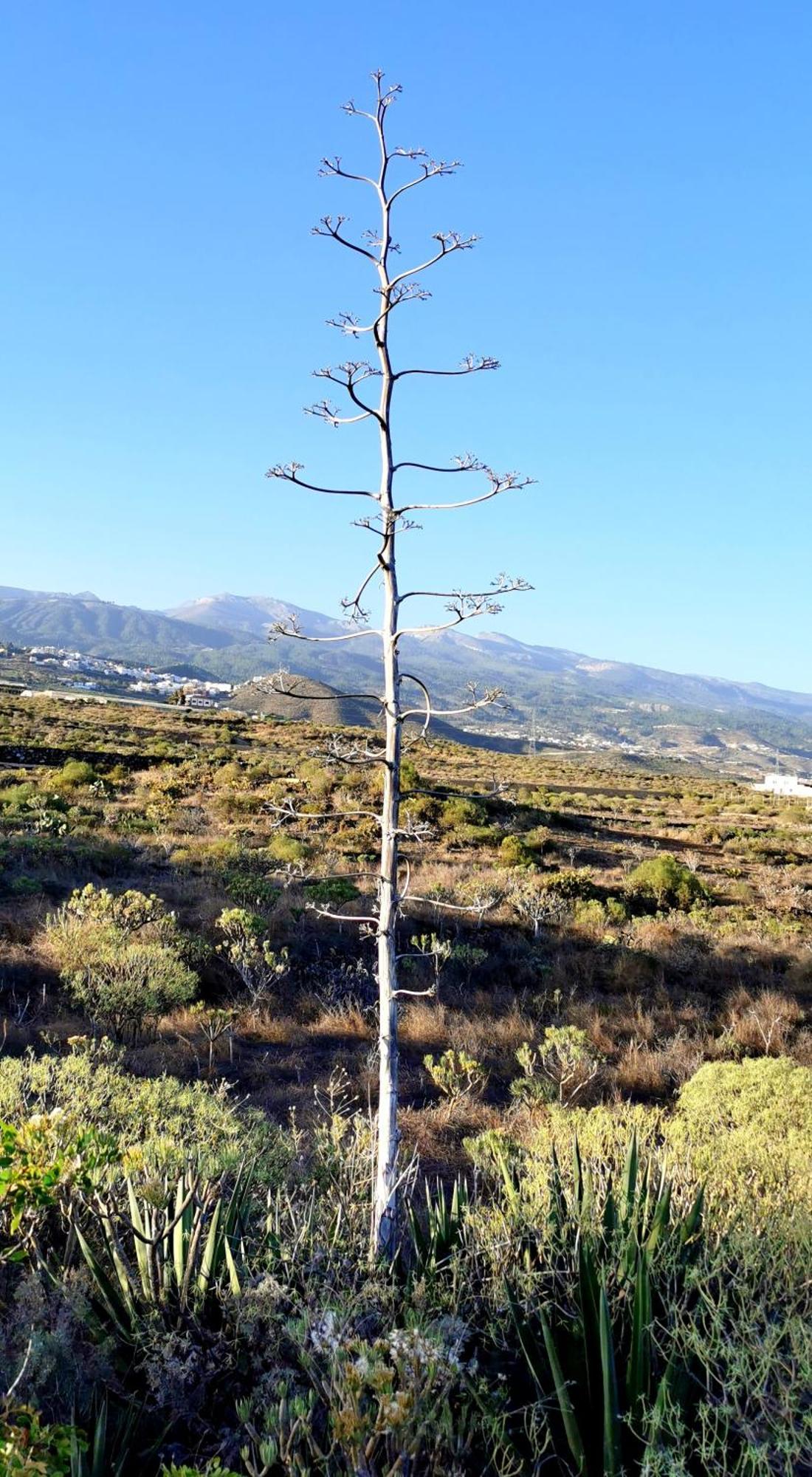 Casa Del Sur, En El Sur De Tenerife Βίλα Granadilla De Abona Εξωτερικό φωτογραφία